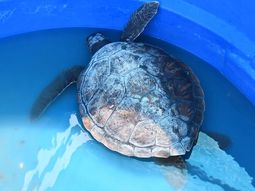 Rescataron a tortuga de mar: defecó alarmante cantidad de plásticos