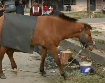 Caballo abandonado en 3 de Febrero