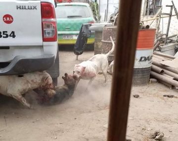 Hace que sus dogos maten perros callejeros -&nbsp; Crédito: Facebook Carlos Gómez