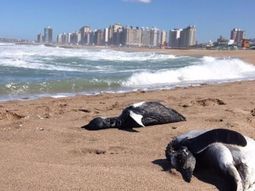 Más de Cien pingüinos murieron en las playas de Miramar Más de Cien pingüinos murieron en las playas de Miramar