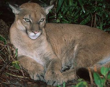 Un supuesto puma suelto genera alarma en Luján