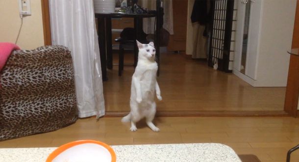 Este gato tiene una reacción fuera de lo común ante una ensalada