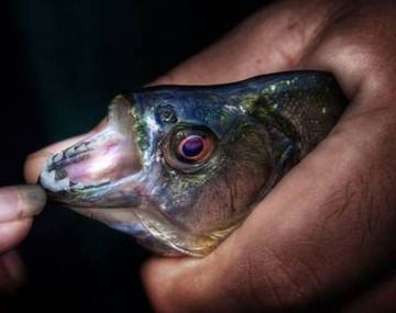 Otra vez las palometas: dejaron 5 heridos en Posadas