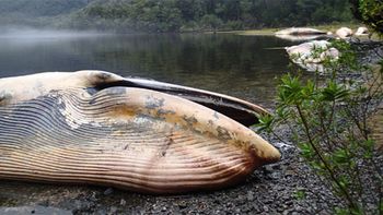 aparecieron mas de 20 ballenas muertas en chile aparecieron mas de 20 ballenas muertas en chile