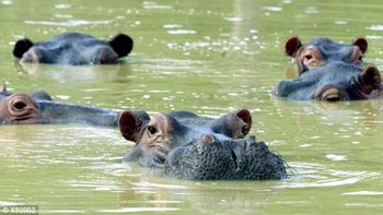 los hipopotamos de pablo escobar estan sueltos y se volvieron peligrosos los hipopotamos de pablo escobar estan sueltos y se volvieron peligrosos