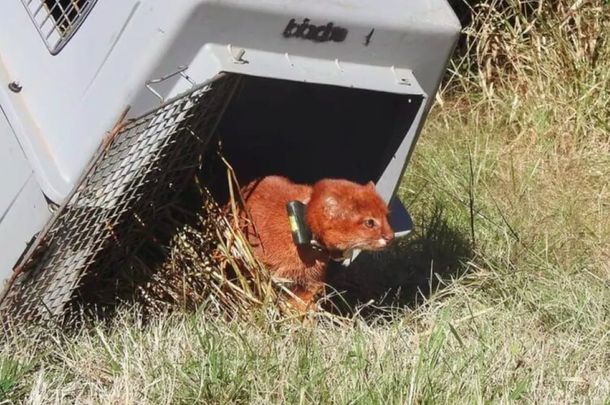 Expectativa en Córdoba por la liberación del primer yaguarundí con un collar para rastreo satelital