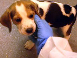 Coronavirus: experimentarán con perros y gatos para encontrar una vacuna