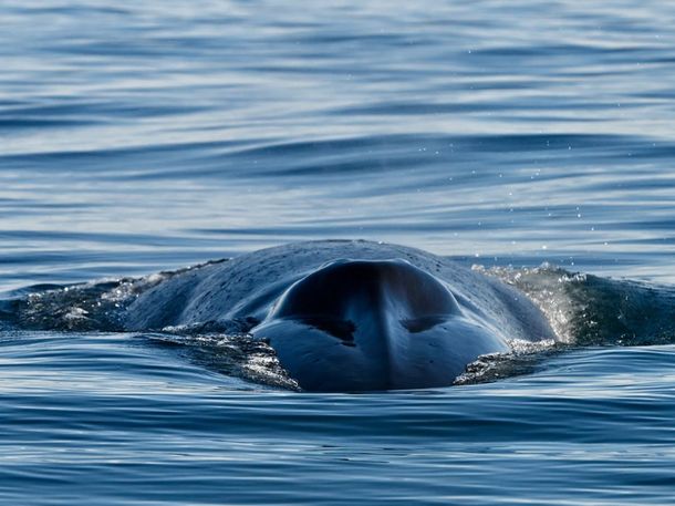 Sorpresa en Comodoro Rivadavia por el avistaje de una ballena azul que pasó a metros de un bote
