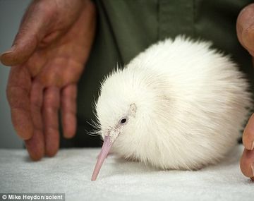 Kiwi albino 1
