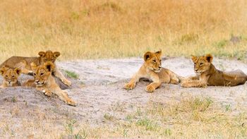 el hermano de cecil se hizo cargo de sus cachorros tras su muerte el hermano de cecil se hizo cargo de sus cachorros tras su muerte