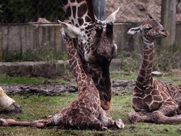 Gentileza del Zoológico de Buenos Aires. Gentileza del Zoológico de Buenos Aires.