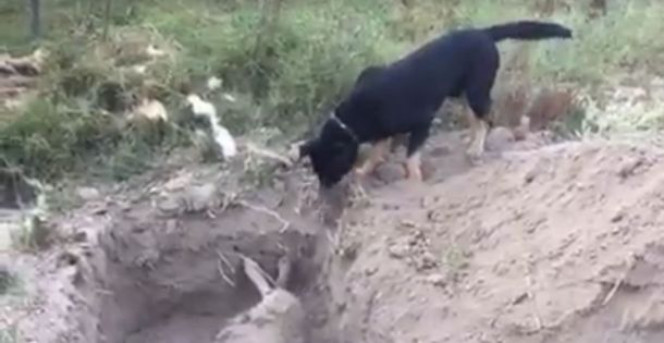 Emotivo: un perro entierra a su amigo asesinado