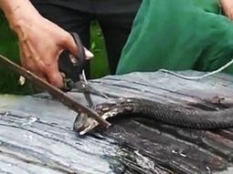 Un chef murió mordido por una cobra que decapitó 20 minutos antes 