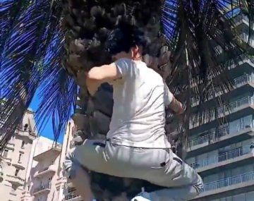 Video: therian de 38 años que se autopercibe mono reavivó el debate en redes