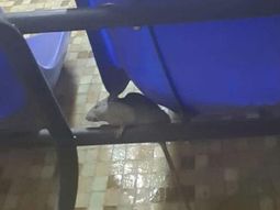 Las ratas se pasean por todo el edificio Las ratas se pasean por todo el edificio