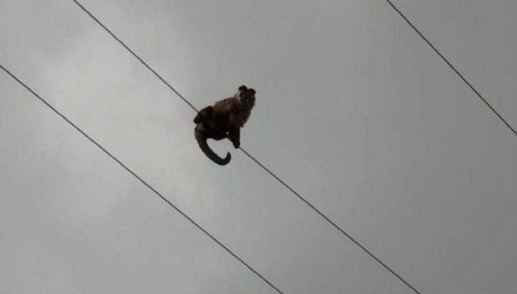 Un mono escapó d un ecoparque y murió electrocutado en Godoy Cruz