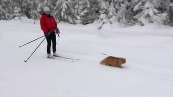 un gato se cree perro de trineo y sale a explorar la nieve con su duena un gato se cree perro de trineo y sale a explorar la nieve con su duena