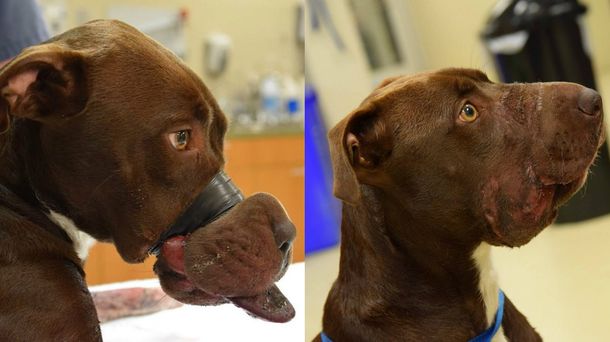 Una perra sobrevivió con el hocico cerrado con cinta adhesiva por tres días