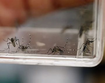 Dengue: el nuevo síntoma que advierten los expertos
