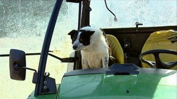Un perro al volante de un tractor causa un accidente en una autopista de Escocia