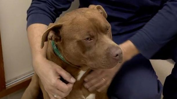 Así está el pitbull que fue torturado por empleados municipales de Tigre