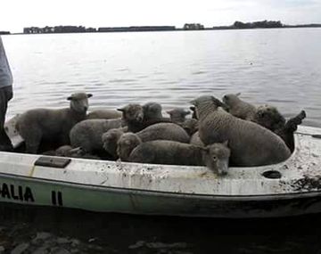 Prevén que el desagote de la inundación por el río Salado se hará en 15 días