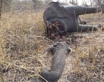 Elefante