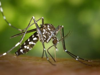 Según la OPS, este año se superará el récord histórico de casos de dengue