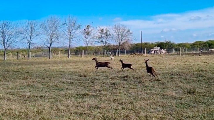 Retenían como mascotas a cinco ciervos en Entre Ríos