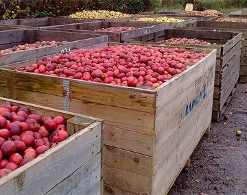 Brasil autorizó licencias para el ingreso de manzanas argentinas