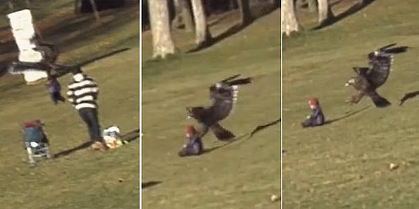 Furor en la web por un águila que intentó secuestrar un bebé