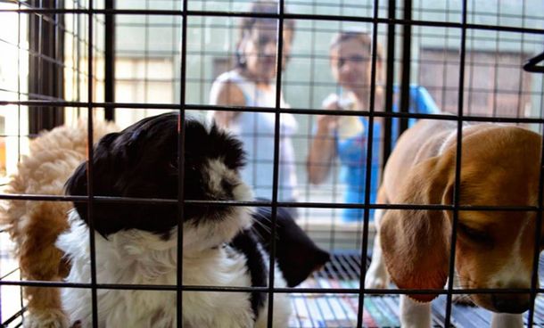 Quieren prohibir la venta de animales domésticos y su exhibición en comercios en la Ciudad