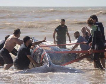 Villa Gesell: lograron rescatar a una ballena de 4 toneladas