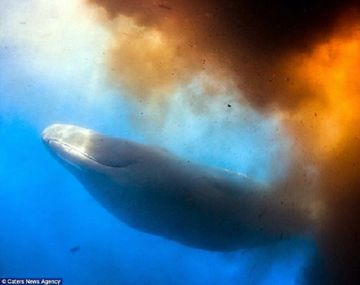 Un buzo captó un momento desagradable