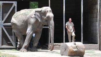 Trasladarían a Pelusa a Brasil Trasladarían a Pelusa a Brasil