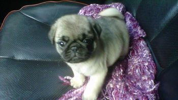 el primer regalo de marcelo tinelli a guillermina valdes el primer regalo de marcelo tinelli a guillermina valdes