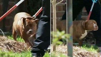 fallecio una mujer que fue atacada por dos pitbulls fallecio una mujer que fue atacada por dos pitbulls