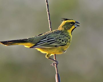 El cardenal amarillo es una&nbsp;especie en peligro de extinci&oacute;n y v&iacute;ctima del tr&aacute;fico ilegal de fauna silvestre