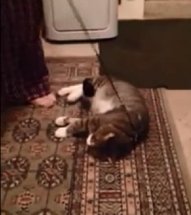 Un vago: el gato que se hace el muerto para no ir a caminar