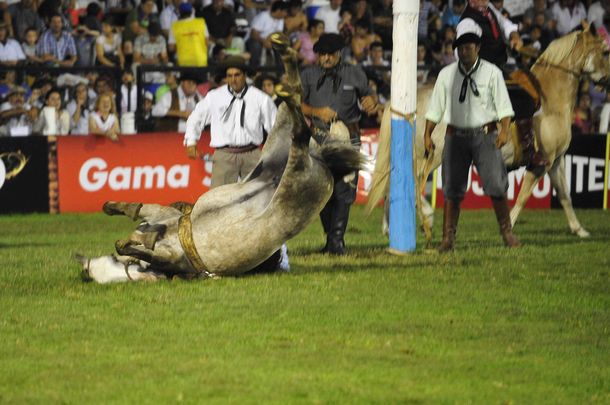 Jesús María: el fiscal descarta crueldad contra las yeguas
