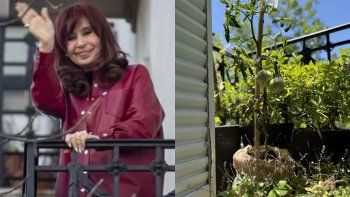 cristina kirchner compartio la historia del tomate peronista cristina kirchner compartio la historia del tomate peronista