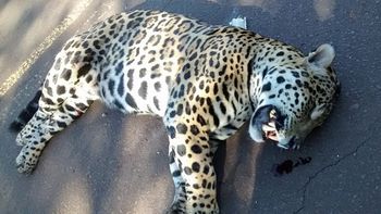 Foto: Prensa Ministerio de Ecología Foto: Prensa Ministerio de Ecología