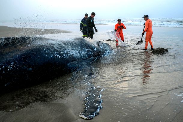 Mar del Plata: intentan salvar a una ballena encallada en la playa de Punta Mogotes
