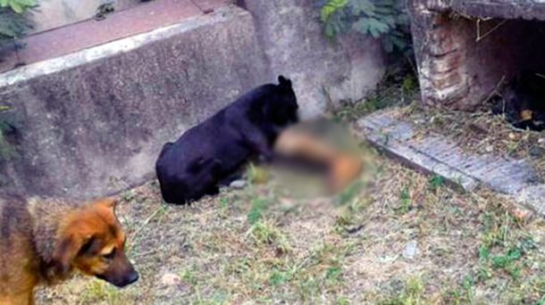 El cementerio del horror: los perros se comen cadáveres