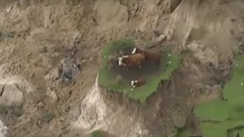 Tres vacas atrapadas tras el terremoto de Nueva Zelanda Tres vacas atrapadas tras el terremoto de Nueva Zelanda