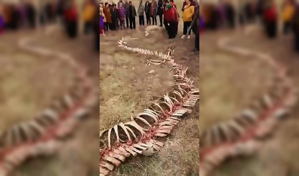 Los vecinos aseguran que se trata de un mítico dragón