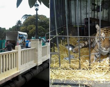 Un tigre entre Scioli y Massa