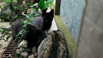 denuncian que un hombre robo mas de 300 gatos domesticos y los tiro en un baldio denuncian que un hombre robo mas de 300 gatos domesticos y los tiro en un baldio