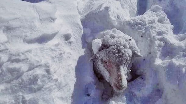 Las fuertes nevadas en Chubut aislaron a pobladores y arrasan con los animales que luchan por salvar sus vidas