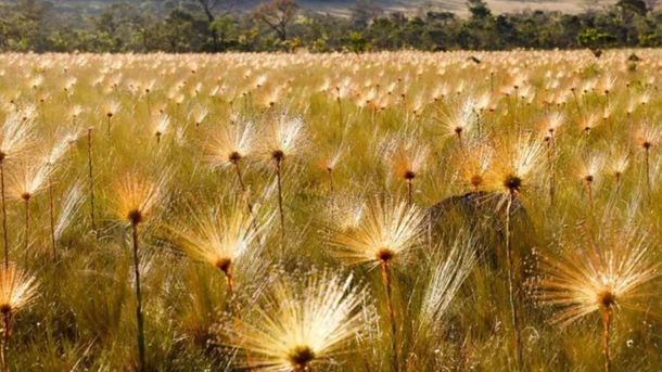 Este bello sitio se encuentra ubicado en el estado de Goiás. Este bello sitio se encuentra ubicado en el estado de Goiás.